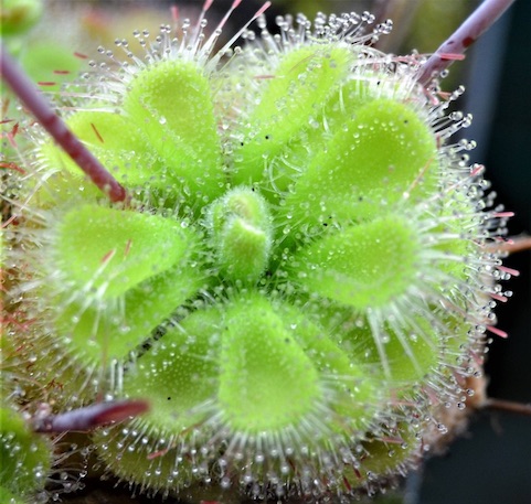Drosera burmannii Gunung Keledang Malaysia