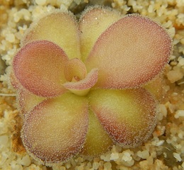 Pinguicula agnata - El Lobo